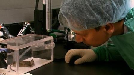 Video thumbnail: PBS NewsHour After Heart Attack, Turning Scar Tissue Into Heart Cells