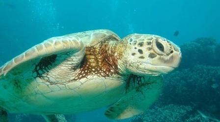 Video thumbnail: PBS NewsHour Oceans Face Mass Extinction