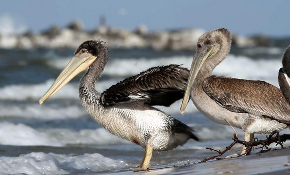 A Year After Oil Spill, No Easy Answers on Gulf Coast's...