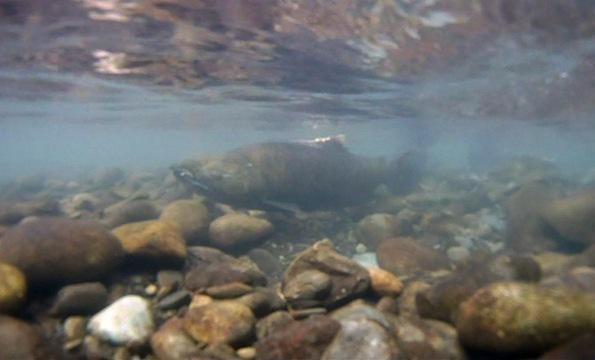 Swinomish Tribe Works to Adapt to Shrinking Salmon Supply