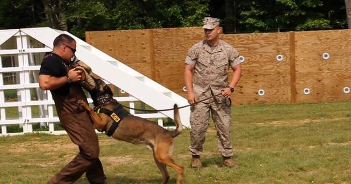 how much do military dog trainers make