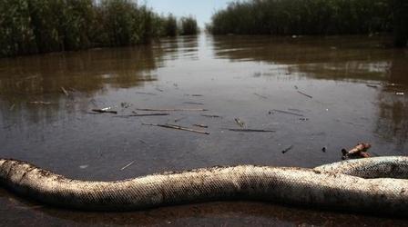 Video thumbnail: PBS NewsHour Compensation Disputes Among Lingering Impacts of Gulf Spill