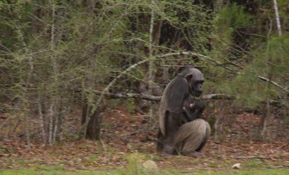 Louisiana Chimps Pregnant Despite Multiple Vasectomies