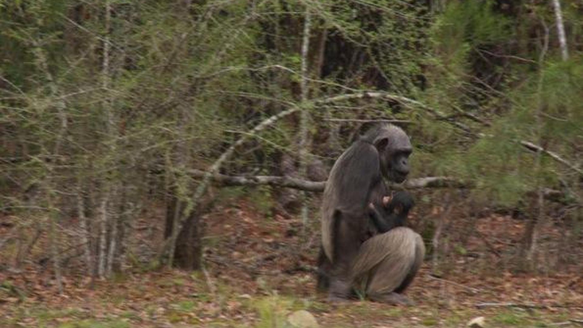 Louisiana Chimps Pregnant Despite Multiple Vasectomies | PBS NewsHour ...