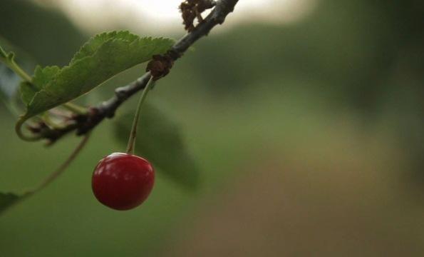 A Sour Year for Michigan Cherry Farmers