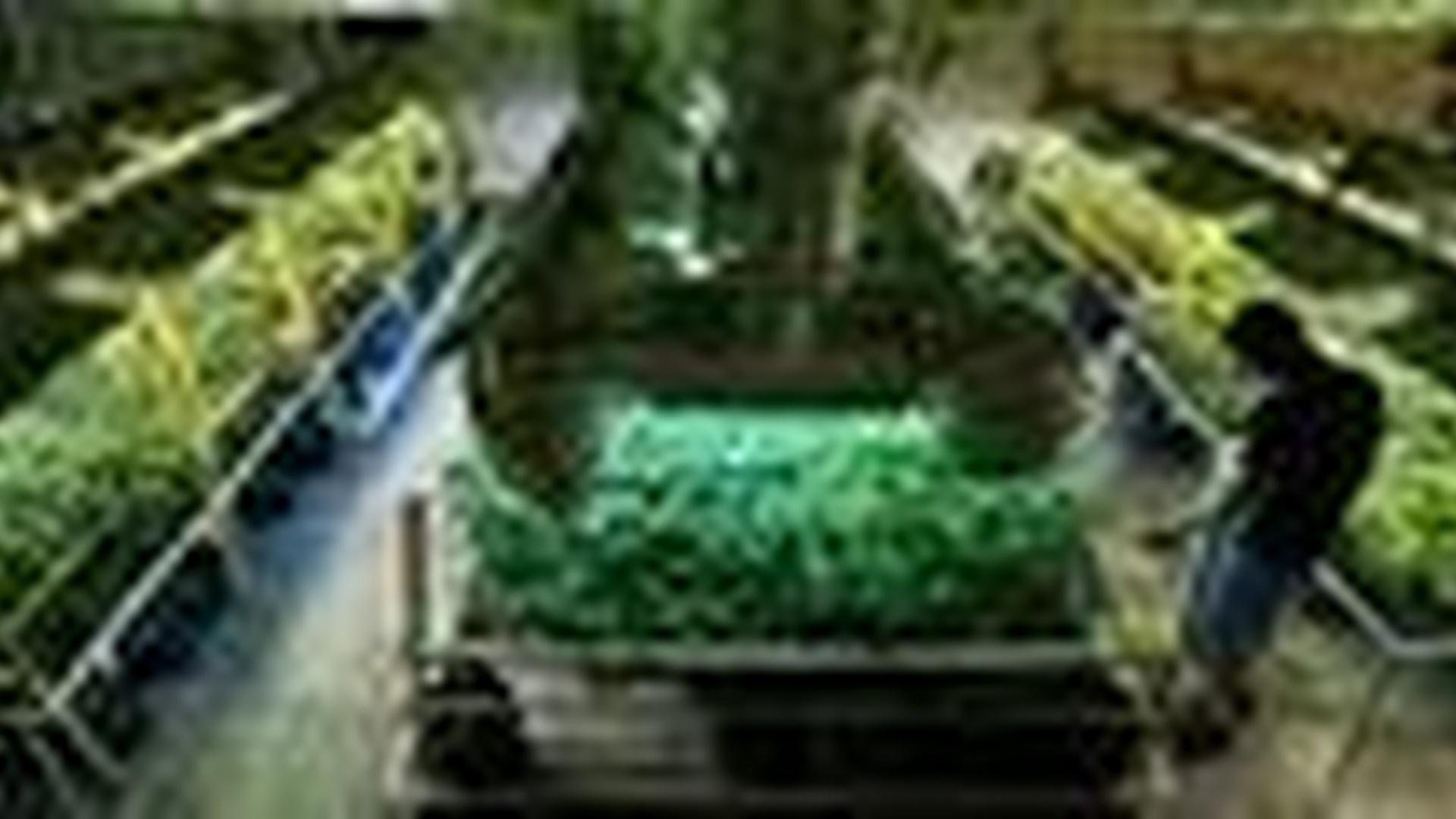 Colo. Voters Legalize Pot, State Anxious Over Gov't Reaction | PBS ...