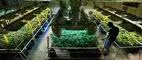 Colo. Voters Legalize Pot, State Anxious Over Gov't Reaction