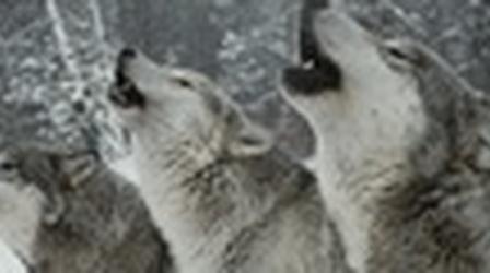 Video thumbnail: PBS NewsHour Living with the Wolves