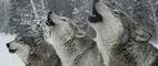 Living with the Wolves