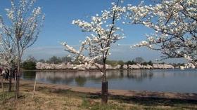 Video thumbnail: PBS NewsHour Planning to Visit the Cherry Blossoms? Err on the Early Side
