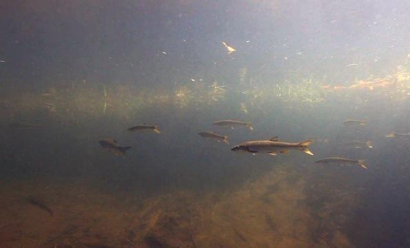 Oregon Farmers Surprised to Find Fish in Fields
