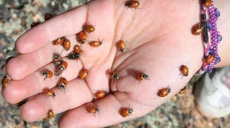 Video thumbnail: PBS NewsHour Colorado Kids Act as Citizen Scientists in National Lady...