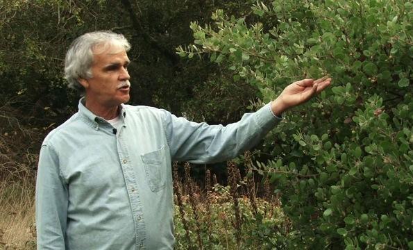 California Works to Rescue Franciscan Manzanita Plant...