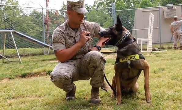 A Military Dog and His Handler