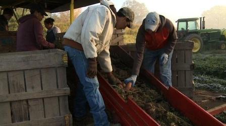 Video thumbnail: PBS NewsHour Farmers, Workers Cope With Impact of Ala. Immigration Law