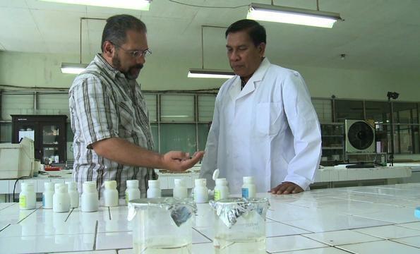 Indonesian Plant Shows Promise as Male Birth Control