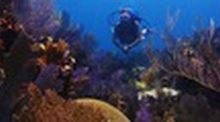 Video thumbnail: PBS NewsHour Coral Reefs Die as Ocean Temperatures Rise, Water Acidifies