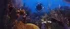 Coral Reefs Die as Ocean Temperatures Rise, Water Acidifies