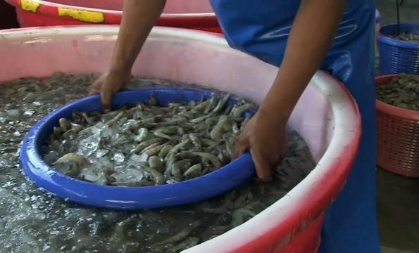 Thai Shrimp Industry Exploits Workers to Sell Cheap Shrimp