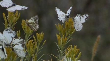 Video thumbnail: PBS NewsHour In Oregon, Swarms of Pine Butterflies Take Toll on Forests