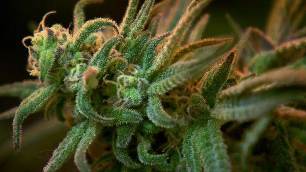 'Clearing the Smoke': The Benefits, Limits of Medical... image