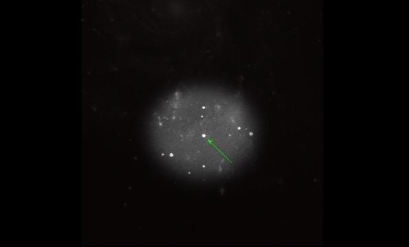 Supernova Burns Bright in a Galaxy Not So Far Away