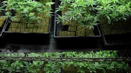 Video thumbnail: PBS NewsHour Marijuana Farming Is Lucrative Business in California,...
