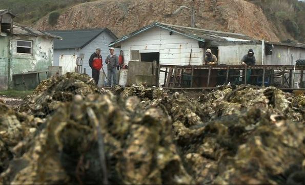 Strange Bedfellows Fight to Keep Oyster Farm in Operation