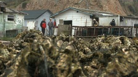 Video thumbnail: PBS NewsHour Strange Bedfellows Fight to Keep Oyster Farm in Operation