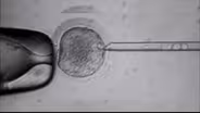 Major Embryonic Stem Cell Advance Raises Ethical Quandaries