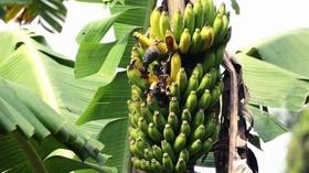Video thumbnail: PBS NewsHour Balancing Costa Rica's Farming With Preservation with Nature
