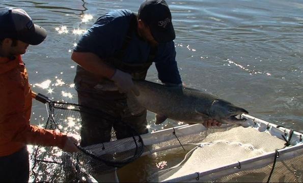 Money Flow Is Concern for San Joaquin River Restoration