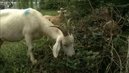 We're Not Kid-ding: Goats Graze Historic Capitol Hill 