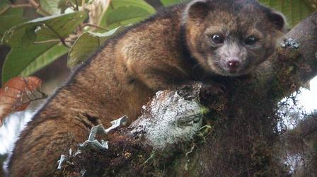 ‘Day One’ for Olinguito