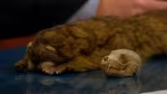 Mistaken Identity for Elusive Olinguito, World's New Mammal