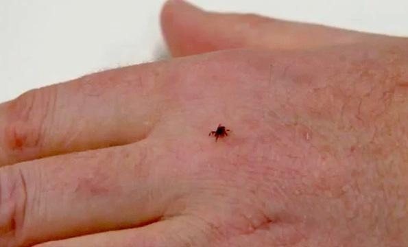 Revised Lyme Disease Statistics Raise New Questions