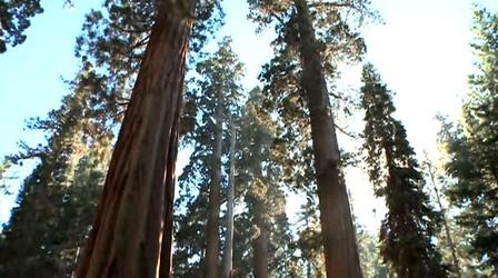 Video thumbnail: PBS NewsHour Crews Work to Save Yosemite Sequoias from Rim Fire