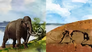 Fossils: Rocking the Earth