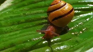 Video Short: Snail Slime