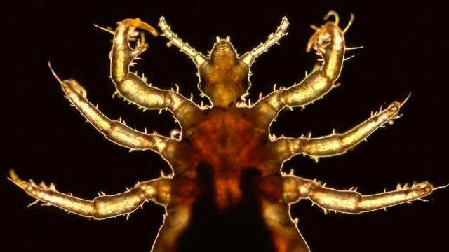 Lice and Human Evolution