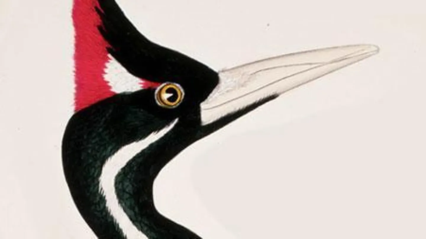 Ivory-Billed Woodpecker