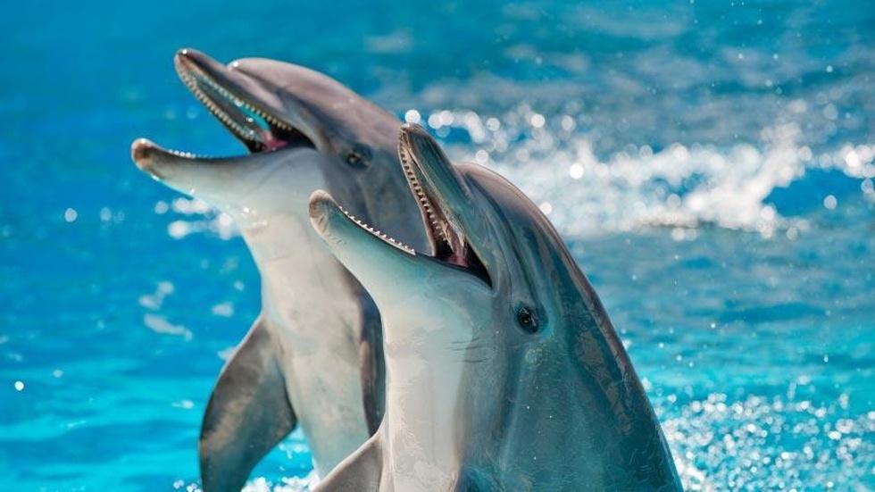 S5 Ep4: How Smart Are Animals? Preview image