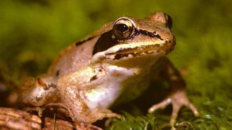 Frozen Frogs
