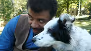 How Smart Are Dogs?