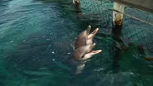 Dolphin Reading Test