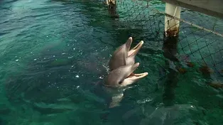 Dolphin Reading Test