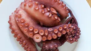 How Smart Is an Octopus?