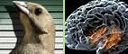 Saving Hubble Update, Gangster Birds, How Memory Works
