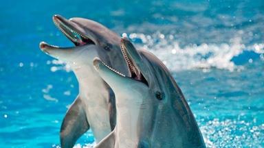 How Smart Are Dolphins?