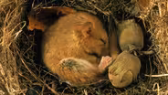 Human Hibernation